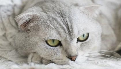 ISFJ个性解析:三个阶段如何快速识别?
